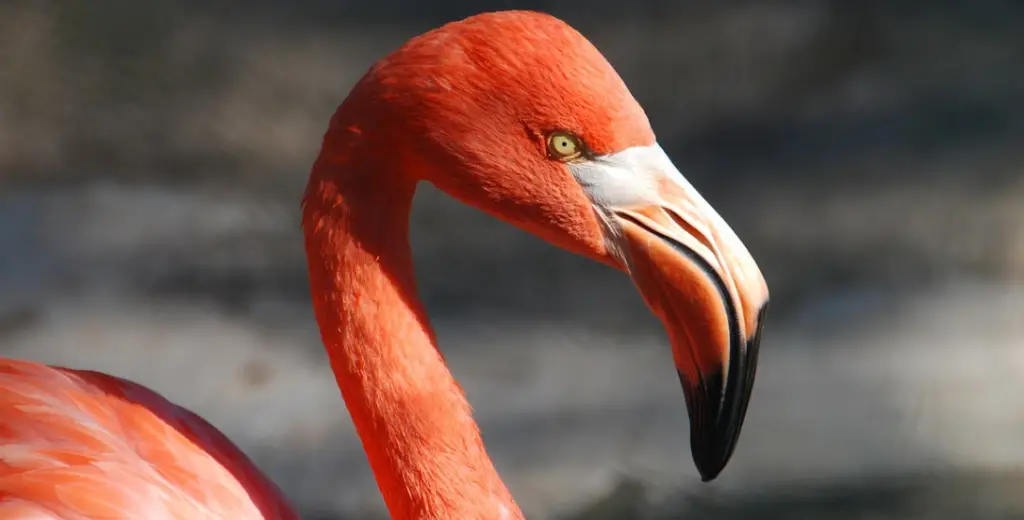 Fun facts about the romans eating flamingo