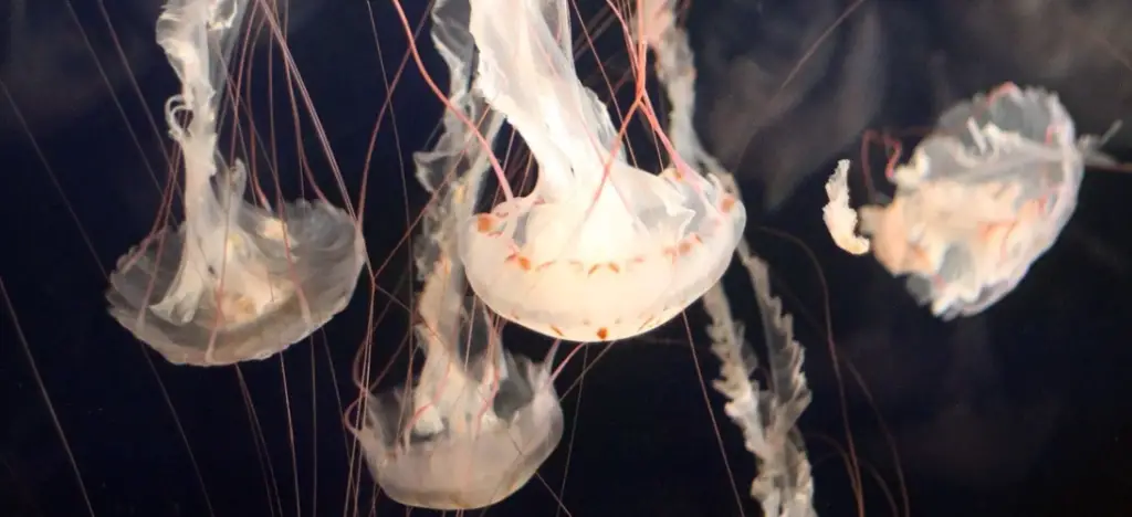 Jellyfish