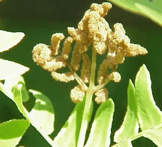 fern flower