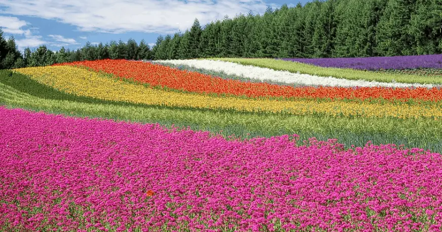 field of flowers