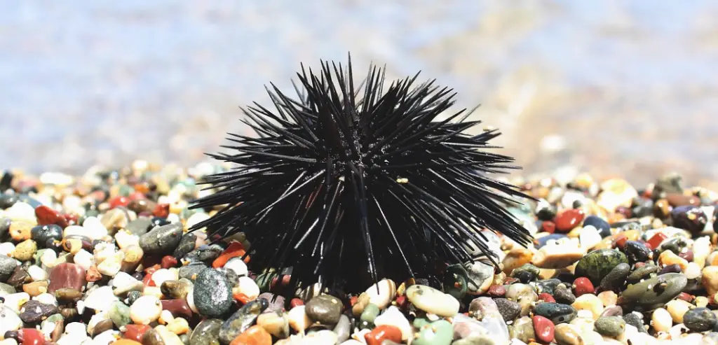 Sea urchin